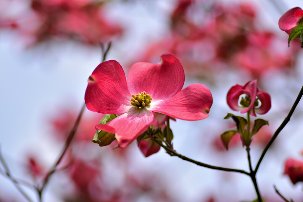 撮り溜めた　花水木　１０