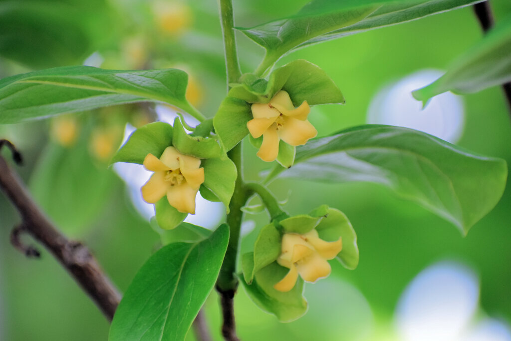 柿の花　６