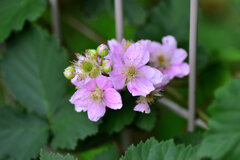 ブラックベリー　１