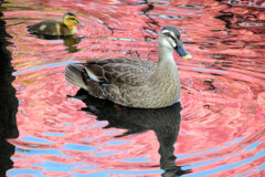 私の散歩道・・せせらぎ遊歩道　１４