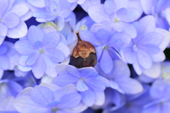 紫陽花の花に落ちた百日紅の実　1/2