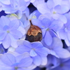 紫陽花の花に落ちた百日紅の実　1/2