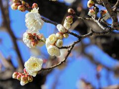 白梅が開花　３