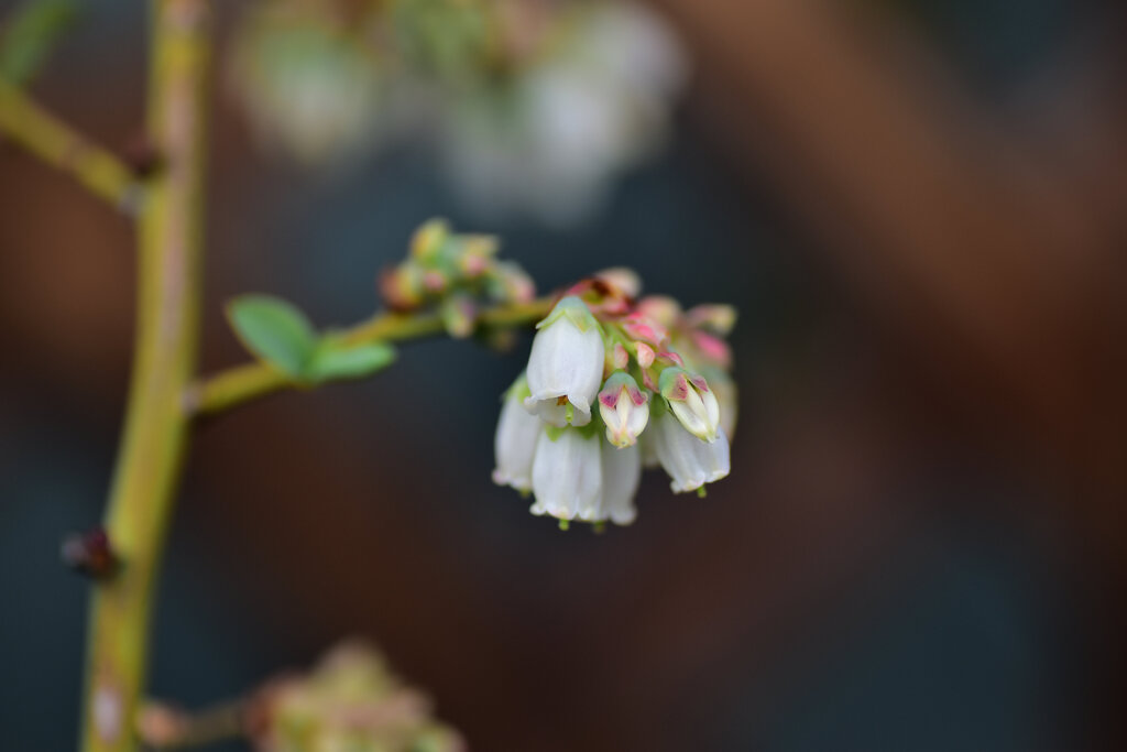 ブルーベリー　花　４