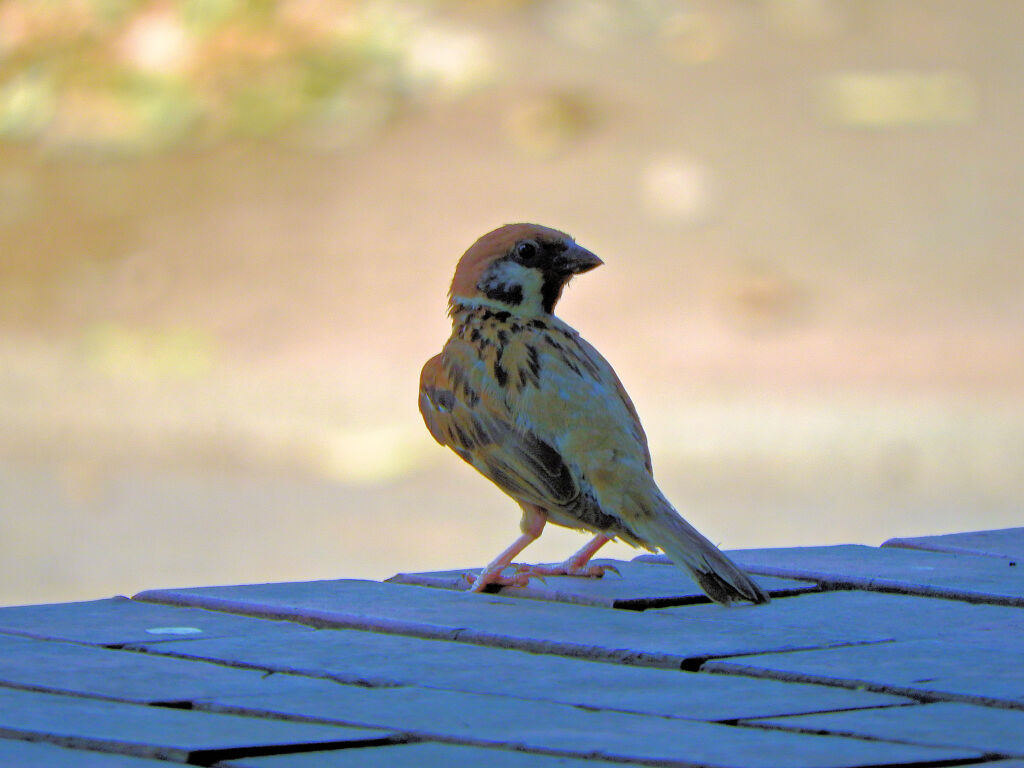 哀愁漂う　チュン⌒(ё)⌒