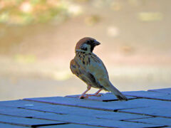 哀愁漂う　チュン⌒(ё)⌒