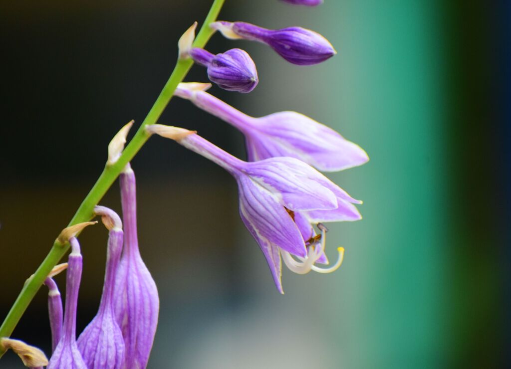 ギボウシ（擬宝珠）　６