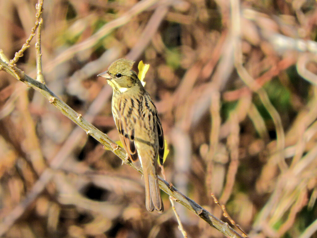 アオジさん　４