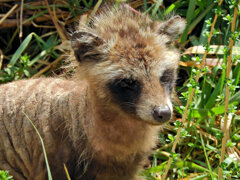 野生の狸です　３