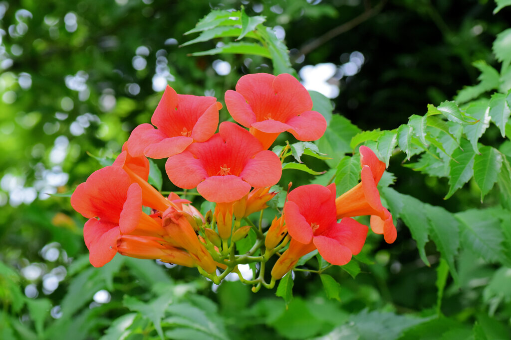 アメリカ凌霄花（のうぜんかずら）　１