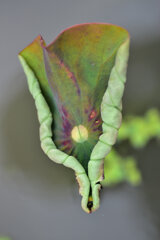 蓮の芽吹き　４