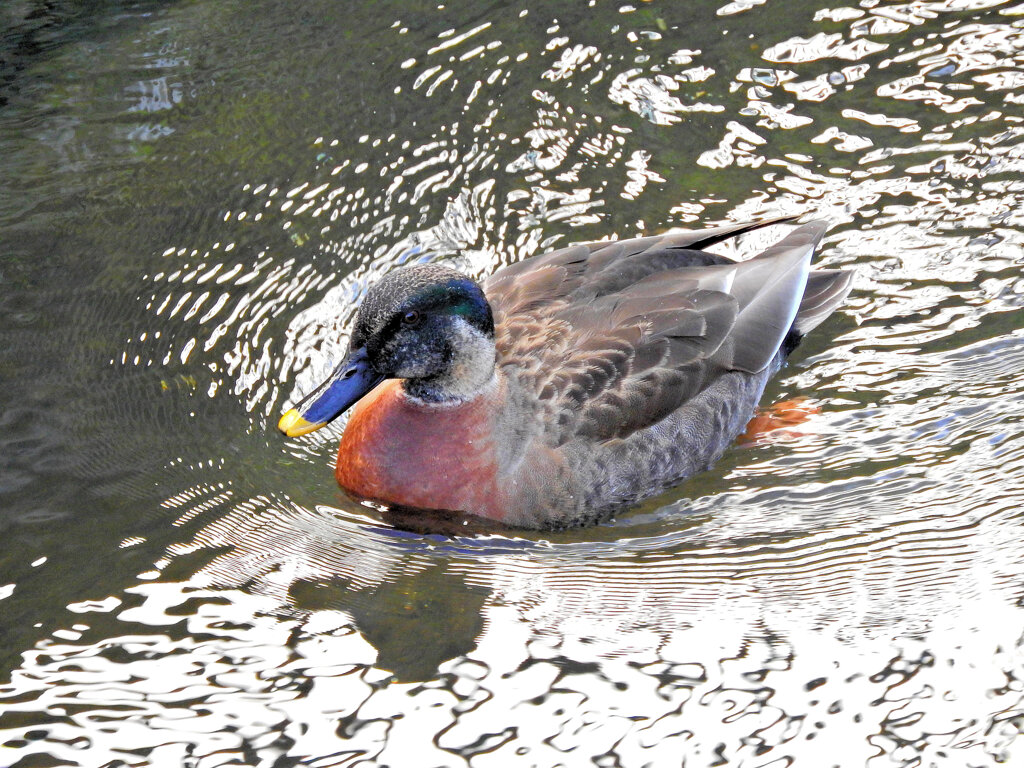 マガモとカルガモの雑種１