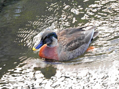マガモとカルガモの雑種１