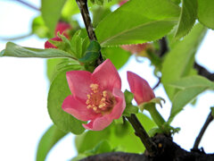 花梨の花が開花　５