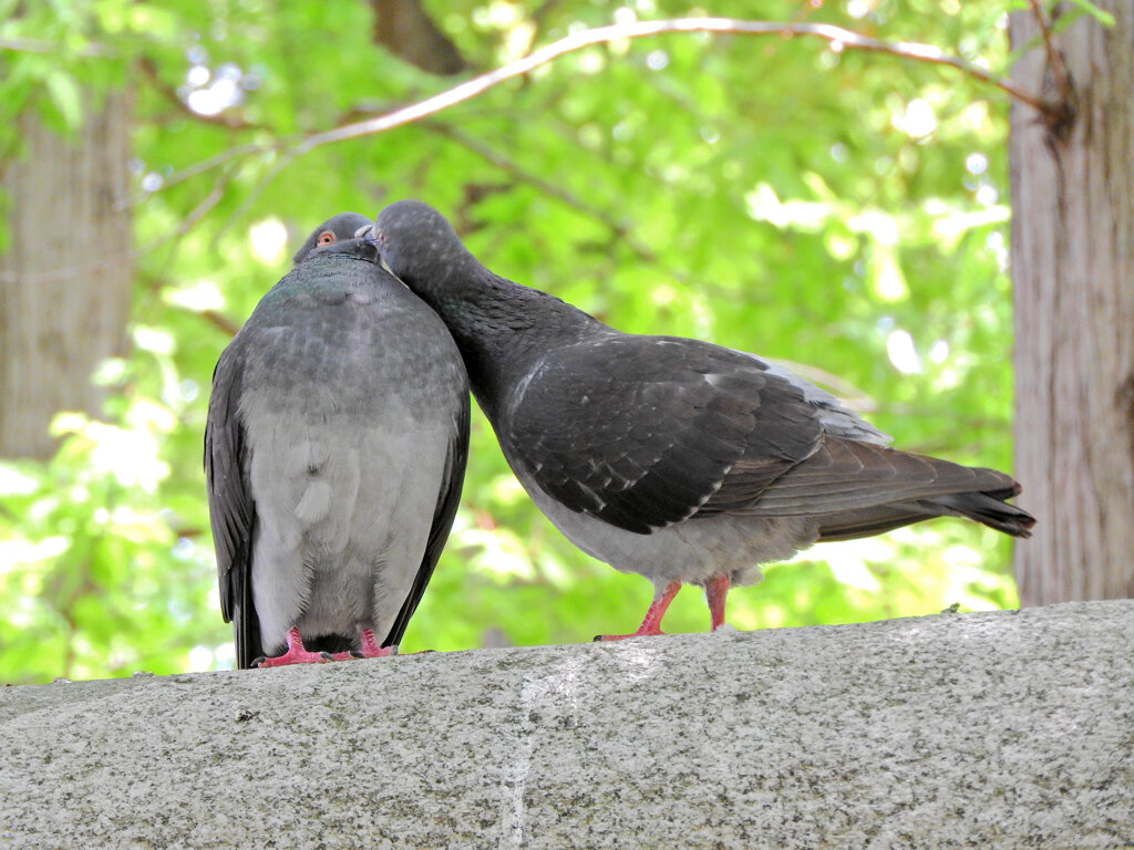 等々力緑地公園で森の鳥居の上で鳩がイチャイチャ♡４