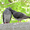 等々力緑地公園で森の鳥居の上で鳩がイチャイチャ♡４