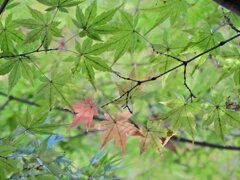 等々力緑地公園の紅葉が色付き始めました　５