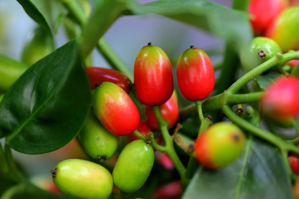 洋服の靑木ではありません　植物の靑木　実です　１０