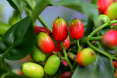 洋服の靑木ではありません　植物の靑木　実です　１０