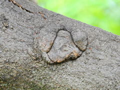 木の幹に・・人の顔？　１