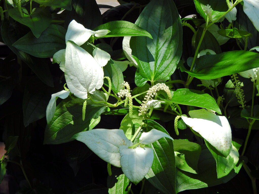 半夏生の花　１