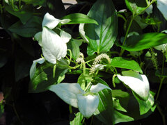 半夏生の花　１