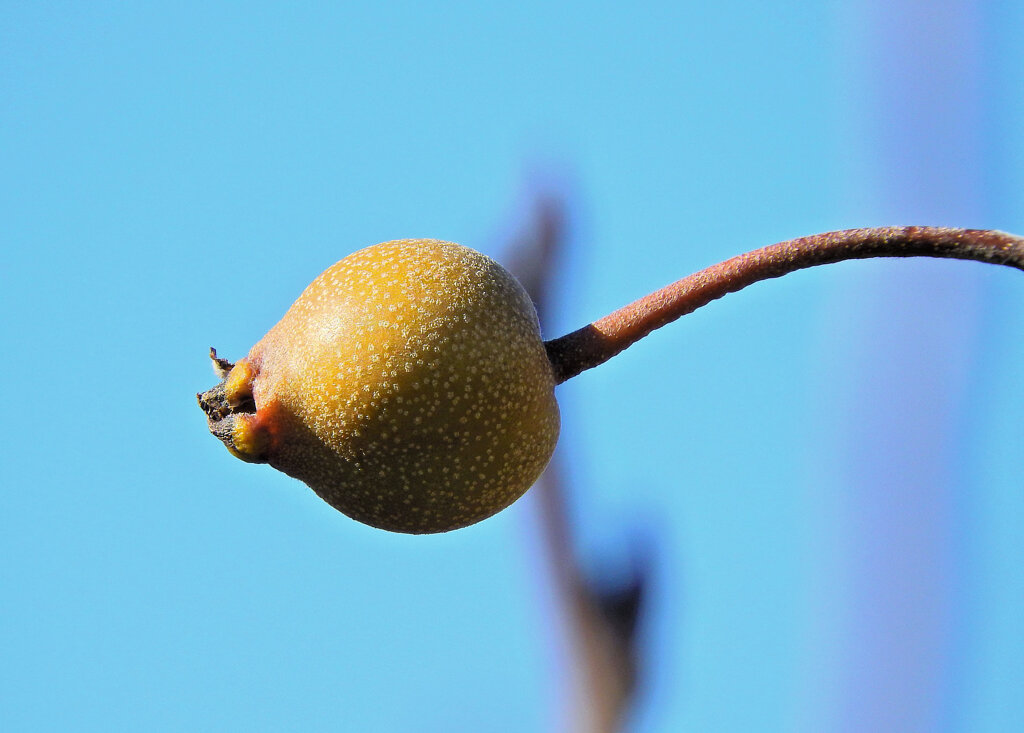 真冬の梨園で・・・１