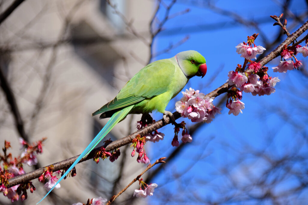 野生のワカケホンセイインコ 桜の花を食い散らかす　１