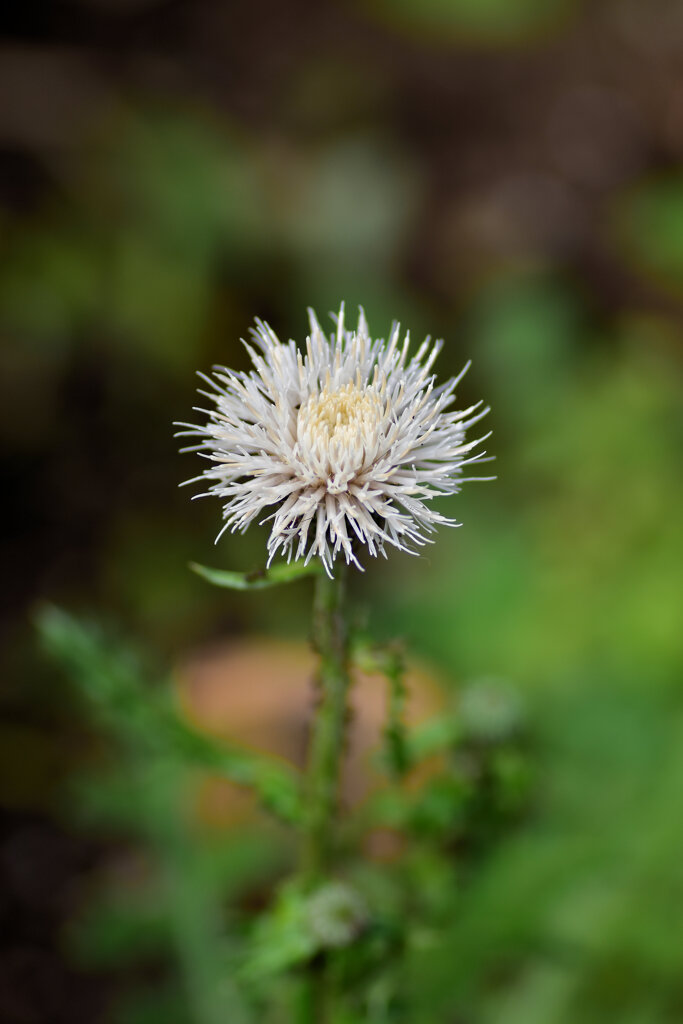 しろばなのあざみ (白花野薊)　２