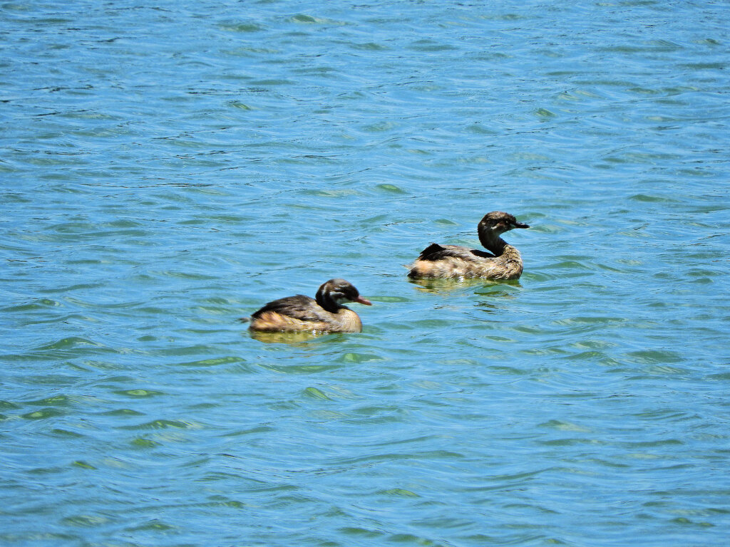 等々力緑地公園・・釣り堀池　カイツブリ　４