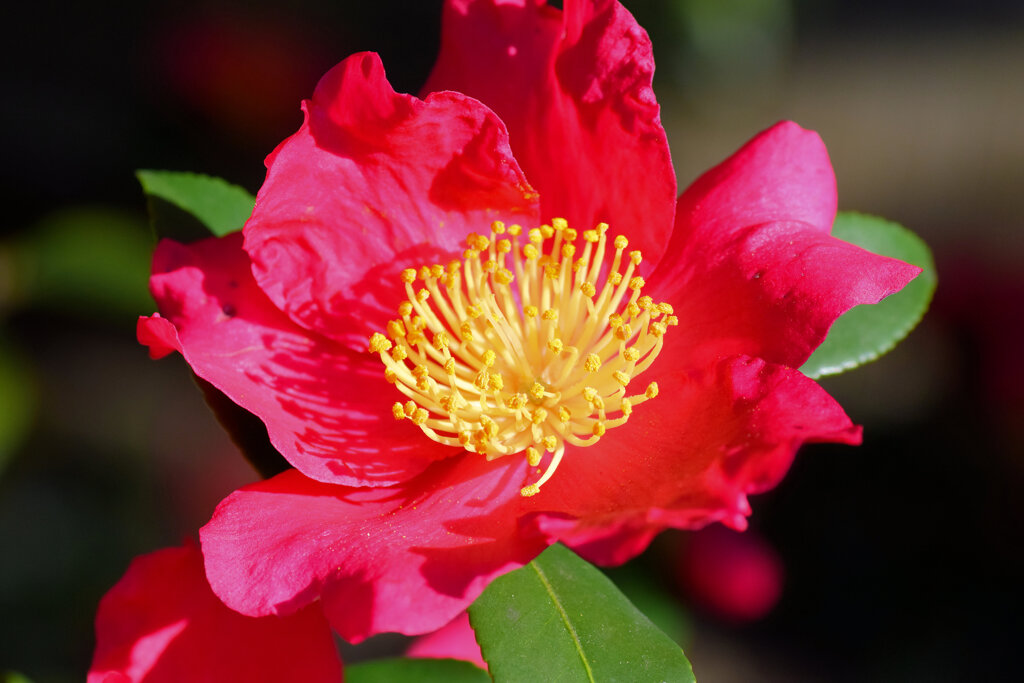 山茶花　８
