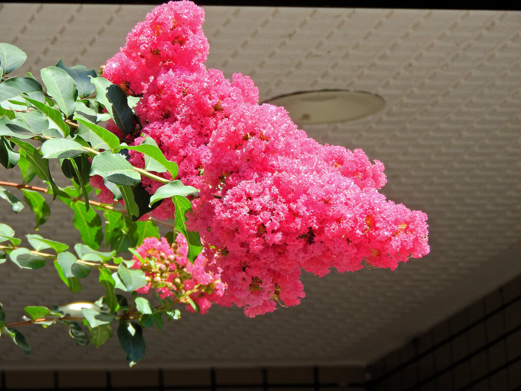 百日紅　９