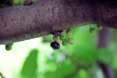 アコウの実　６