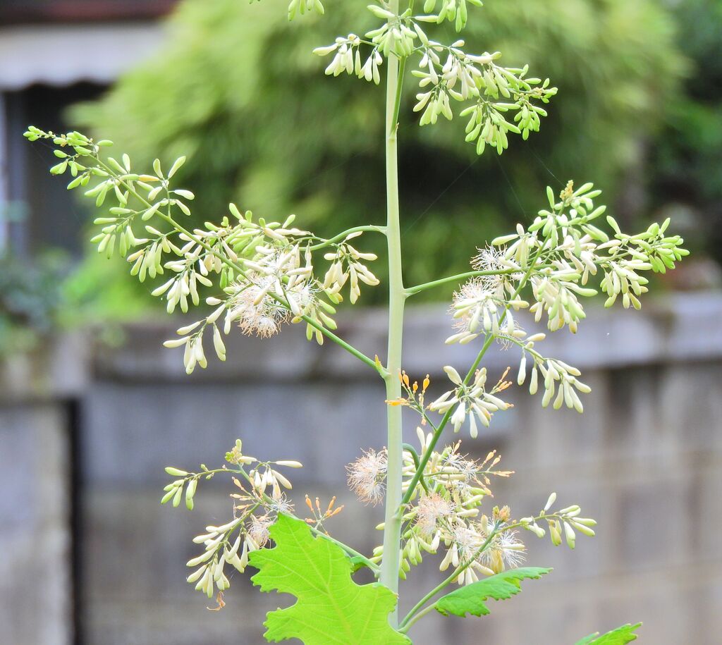 竹煮草 （たけにぐさ）　６