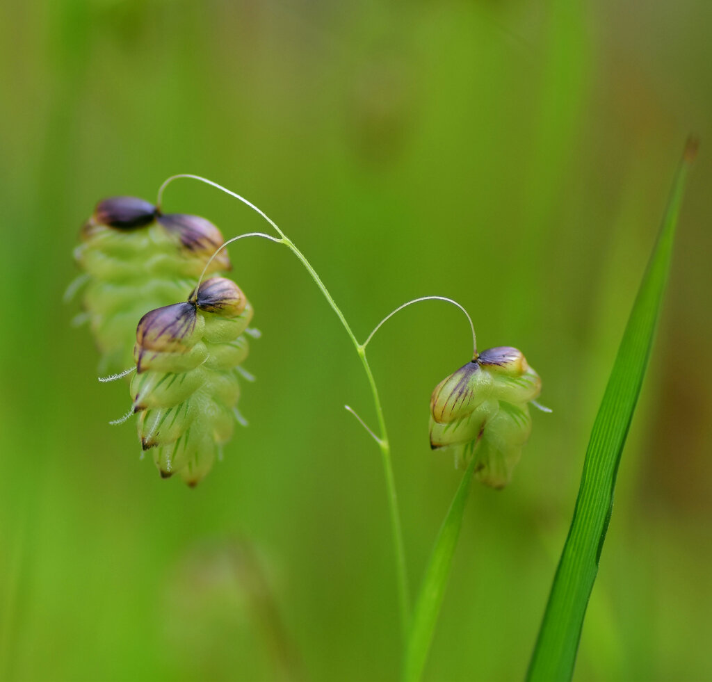 小判草 （こばんそう）７