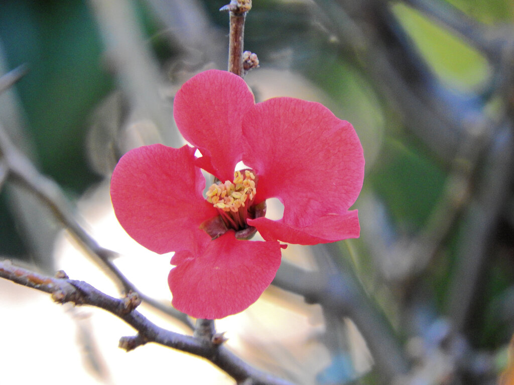 ぼぉけぇ～の花　１