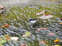 セグロセキレイ　７