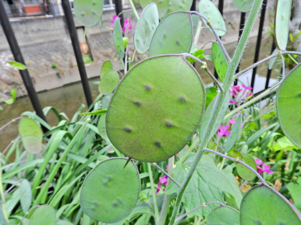 大判草（おおばんそう）　合田草 （ごうだそう）   ルナリア　３