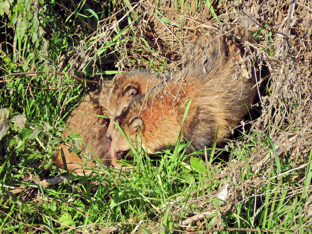 野生の狸さんです　６