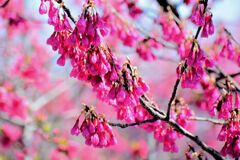 寒緋桜 （かんひざくら）　１