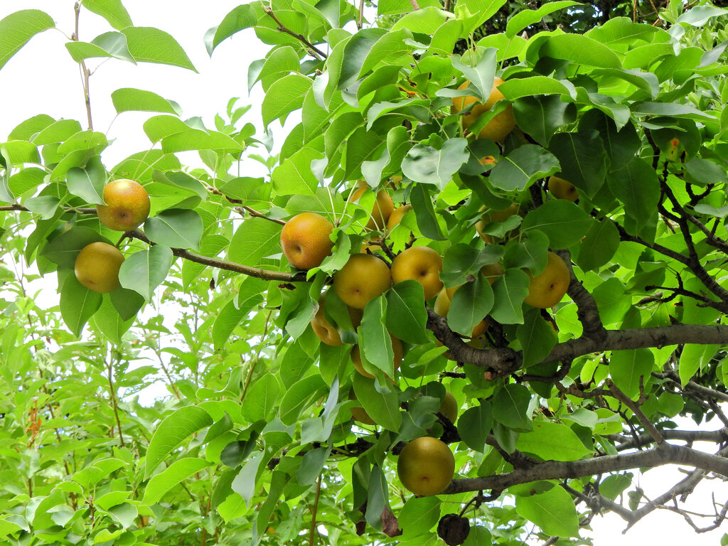 ニホンヤマナシ（日本山梨）の実　３