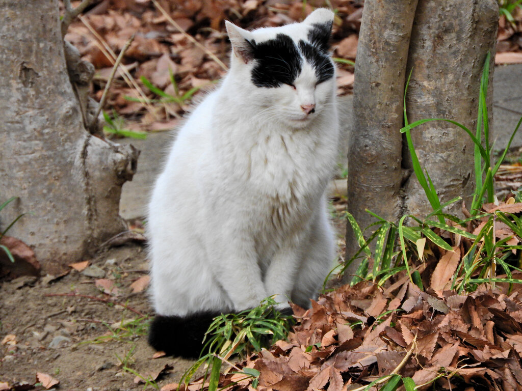 ご飯まだかにゃぁ～ん(=^☻ω☻^=)・・待ち人来ず・・３
