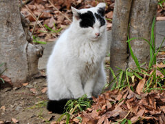 ご飯まだかにゃぁ～ん(=^☻ω☻^=)・・待ち人来ず・・３