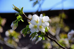 オオシマザクラ　（大島桜）２