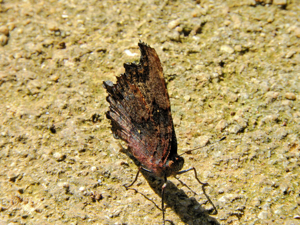 ルリタテハ 　チョウ目　タテハチョウ科　タテハチョウ亜科　８