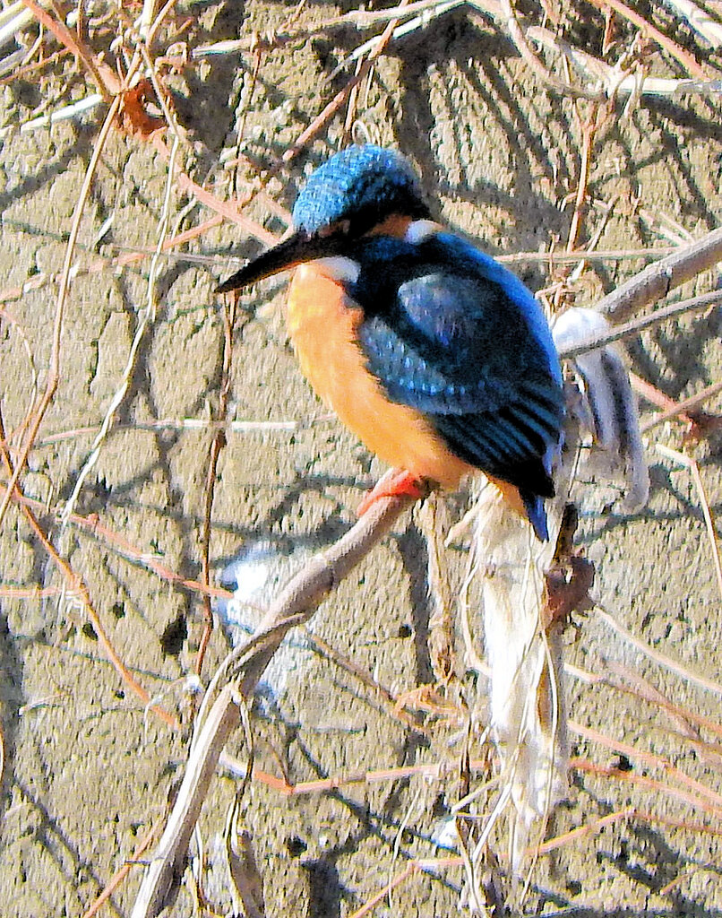 2023初　カワセミちゃん　1/5