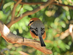 やっと出合えたモズ君１