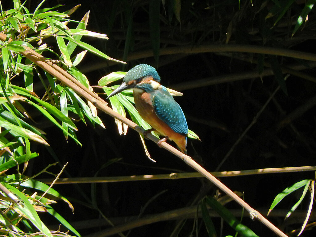 矢上川でカワセミちゃん　１４