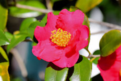 山茶花　９