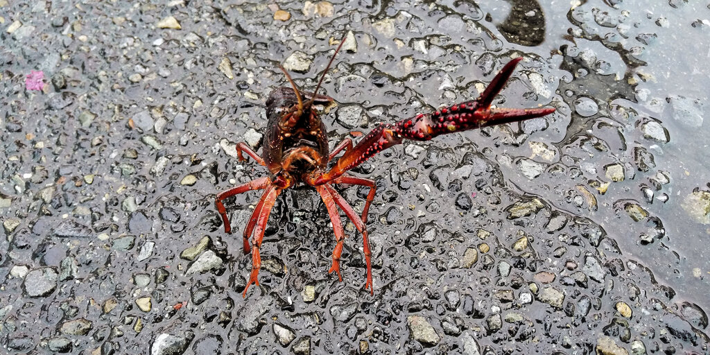 雨降りの道路でアメリカザリガニ　１
